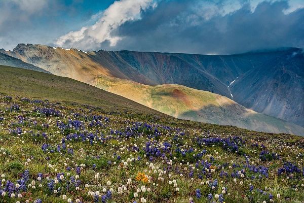 Lupine and Bistort wildflowers cover high alpine meadow-Absaroka Mountains